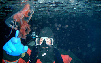 Diver touching jellyfish in McMurdo Sound, Antarctica