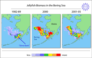 Map showing changes in size and range of jellyfish populations of the Bering Sea.