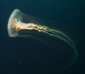Photo of a sea nettle.