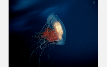 A jellyfish under the Ross Sea ice, Antarctica.