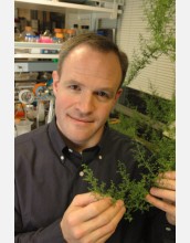 Jay Keasling poses with artemisia. The plant's genes are useful for creating antimalaria drugs.