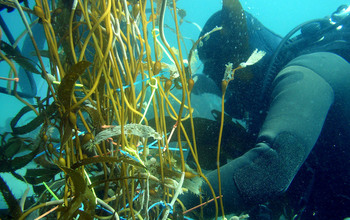 Scuba diver measuring giant kelp biomass