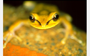 Hylid Frog