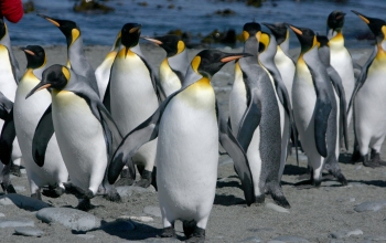 King penguins on Macquarie Island, half-way between Australia and Antarctica