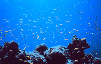 Photo of a coral reef near the island nation of Kiribati.