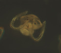 Microscopic image of Atlantic slipper limpet veliger larvae.