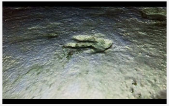 A laser-light scan of a dinosaur track