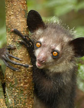 Closeup photo of an aye-aye, a type of lemur, holding on to a tree branch.