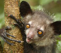 Closeup photo of an aye-aye, a type of lemur, holding on to a tree branch.