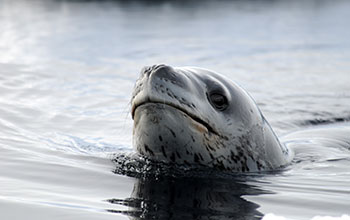 A leopard seal on the prowl at Cape Washington, Ross Island, Antarctica