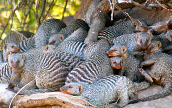 A group of mongoose