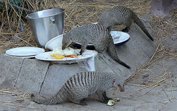 Banded mongoose eating human food from plates