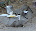 Banded mongoose eating human food from plates