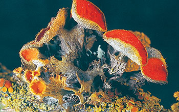 Lichen species <em>Teloschistes crysophthalmus</em>