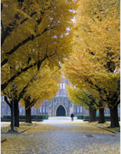 Photo of gingko trees at the University of Tokyo.
