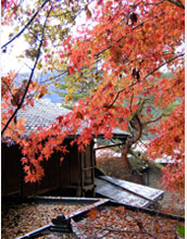 Photo of maple trees in central Japan.