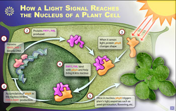 An illustration of the intracellular process of a plant's response to light.