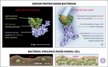 Sensor protein inside bacterium that is inactive in the dark and active in the light