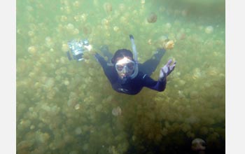 Photo of Kakani Young of Caltech using a new particle image system in Jellyfish Lake, Palau.