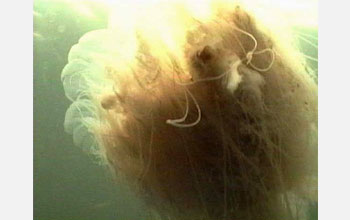 Photo of lion's mane jellyfish.