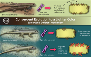 Illustration showing convergent evolution in lizards to lighter color.