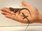 Photo showing a hand holding a smaller female anole and a larger male anole.