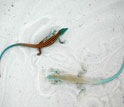 Photo of light and dark lizards that exhibit rapid adaptation to White Sands, New Mexico.