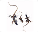 Photo showing a female anole lizard in center with a large male on left and small male on right.
