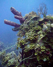 Seaweed <em>Lobophora variegata</em>