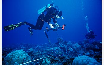 Photo of a scientist studying the organisms that make up a coral reef.