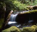 stream in  a forest