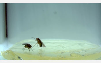 lunge and wing-threat behavior between a pair of male fruit flies.