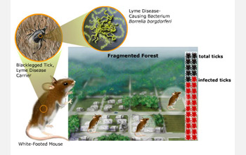Illustration showing fragmented forests lead to increase in white-footed mice, ticks, Lyme disease.
