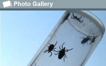 Photo of five ticks in a glass vial with the photo gallery icon and the words Photo Gallery.