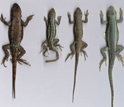 Lizards lined up showing the variation in sizes among them.
