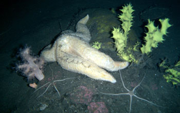 A starfish in Antarctic waters