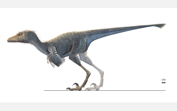 This reconstructed dinosaur from the Gobi Desert shows early characteristics of bird flight.