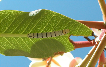 Larva on leaf