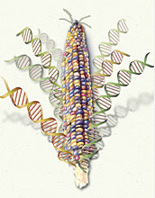 Watercolor of corn with strands of DNA coming out