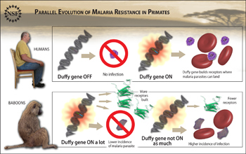 illustration showing gene's role in parasite infection.