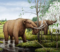 Illustration showing mastodons grazing on black ash trees in a
Pleistocene swamp.