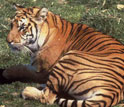 Photo of a tiger resting on the ground.