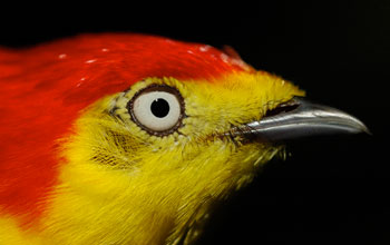 Photo of the head of a wire-tailed manakin's showing its bright plumage.