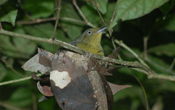 Photo of a drab green female wire-tailed manakin.