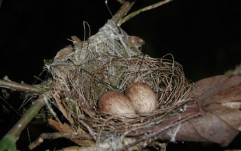 Photo of a wire-tailed manakin nest with two eggs.