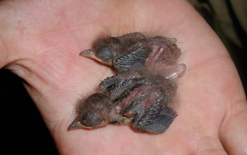 Photo of a hand holding two five-day-old wire-tailed manakin nestlings with bands.