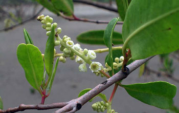 White Mangrove Flowers (<em>Laguncularia racemosa</em>)
