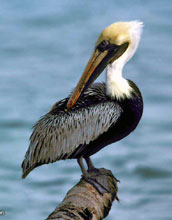 Brown Pelican (<em>Pelecanus occidentalis</em>)