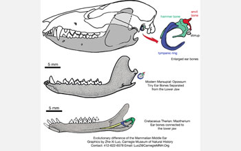 Illustrations showing the middle ears of a modern mammal and the newly discovered fossil mammal.