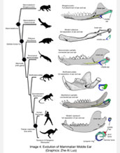 Illustrations showing the ear-jaw structure of the fossil and modern mammals at fetal growth stages.